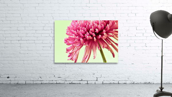 Blushing Chrysanthemum Wall Preview