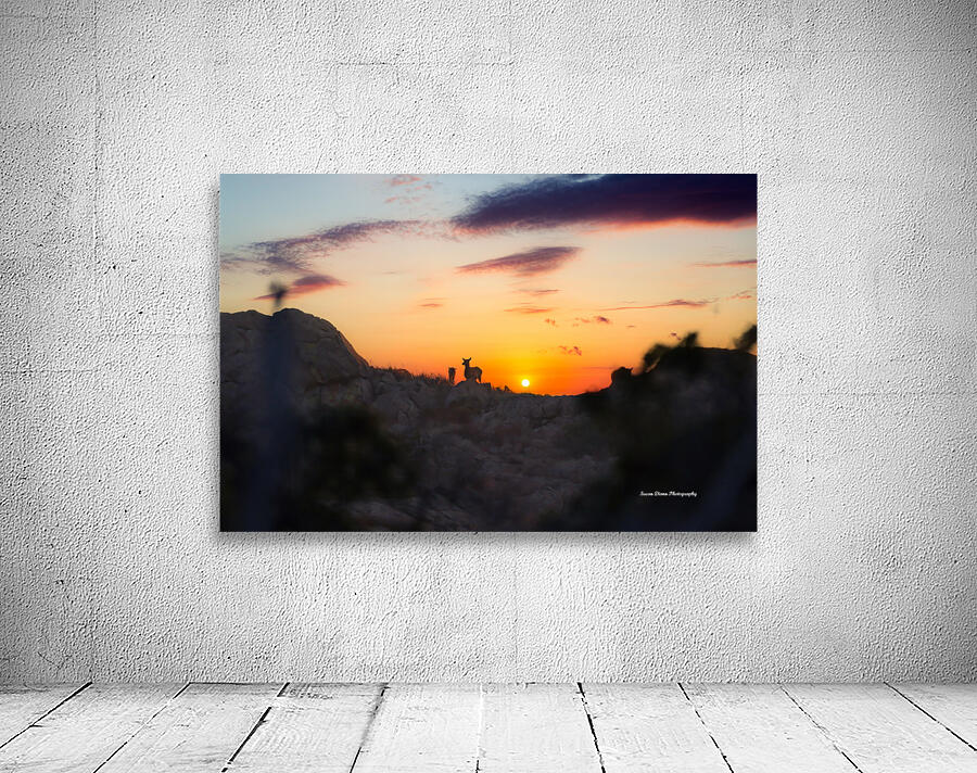 Elk Sunrise Wall Preview