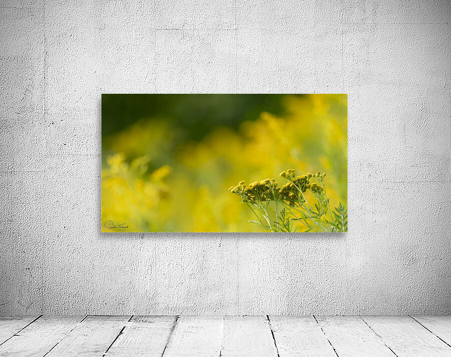 Jaune by Sophie Thibault