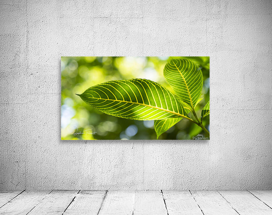 Vert vert by Sophie Thibault