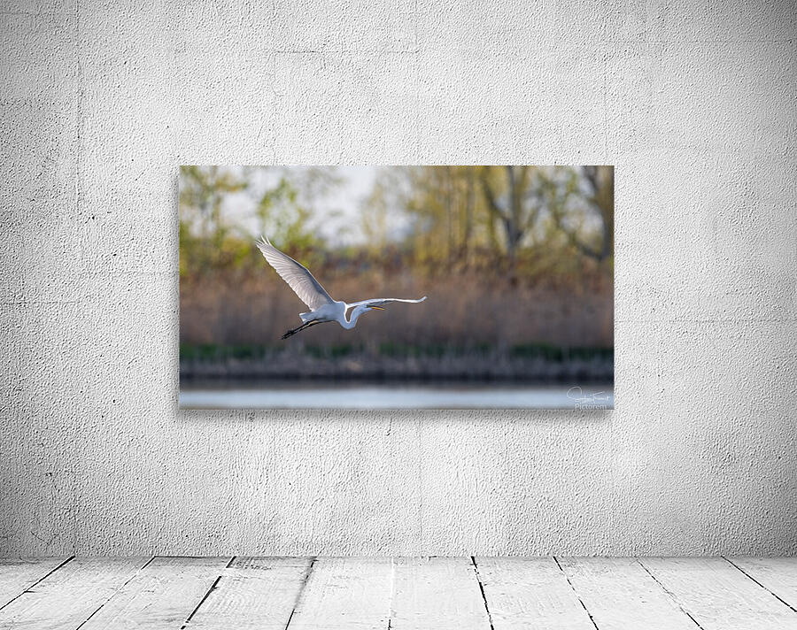 Vol de la grande aigrette  by Sophie Thibault