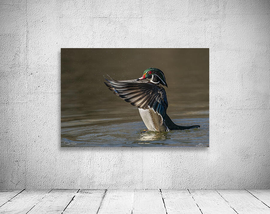 Canard branchu by Sophie Thibault