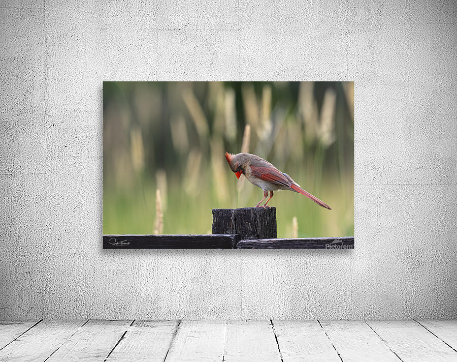 Cardinal curieux by Sophie Thibault