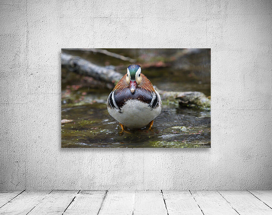 Le mandarin by Sophie Thibault