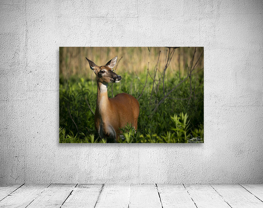 Cerf du petit matin by Sophie Thibault