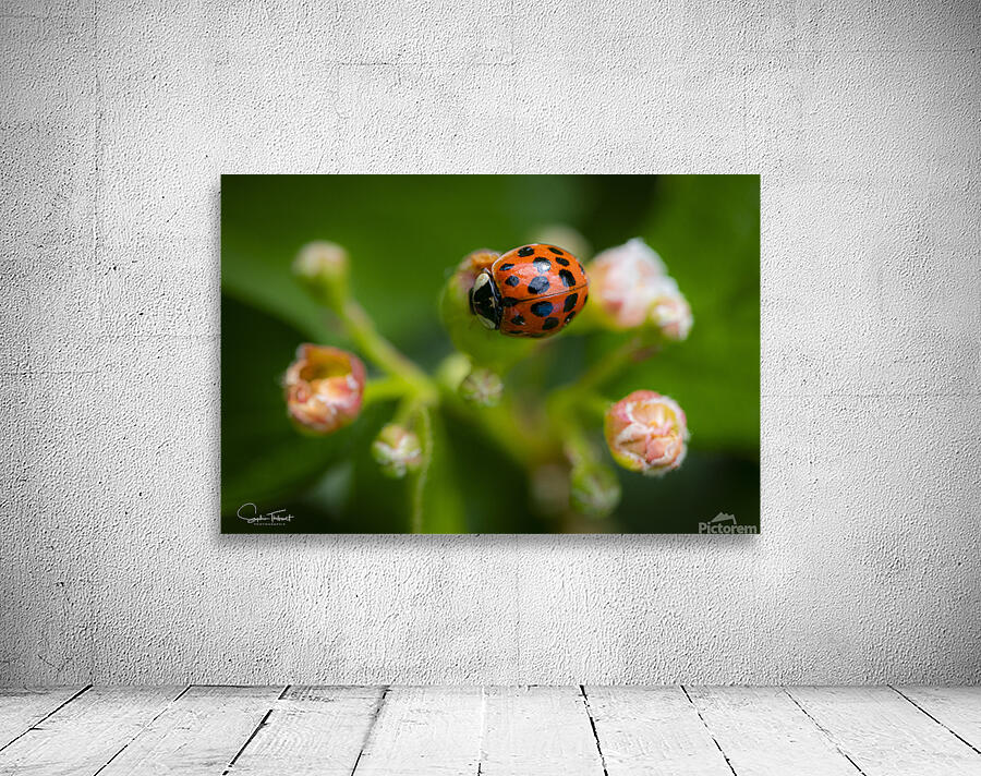 Coccinelle asiatique by Sophie Thibault