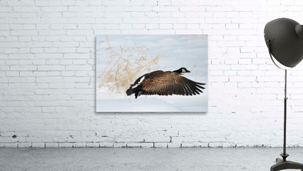 Winter Goose Wall Preview