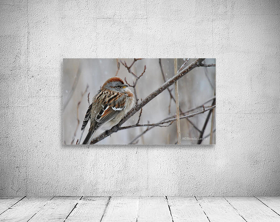 Winter Sparrow Wall Preview