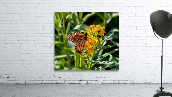 MONARCH ON A MIKLWEED by Daiva Diana