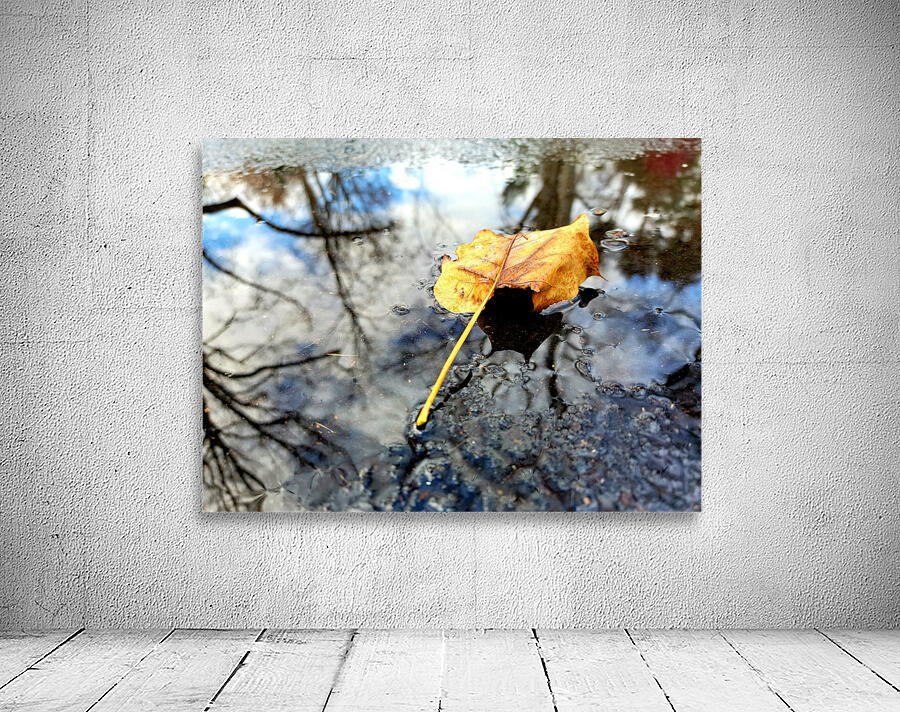 FALL LEAVES OF 2021 view 2