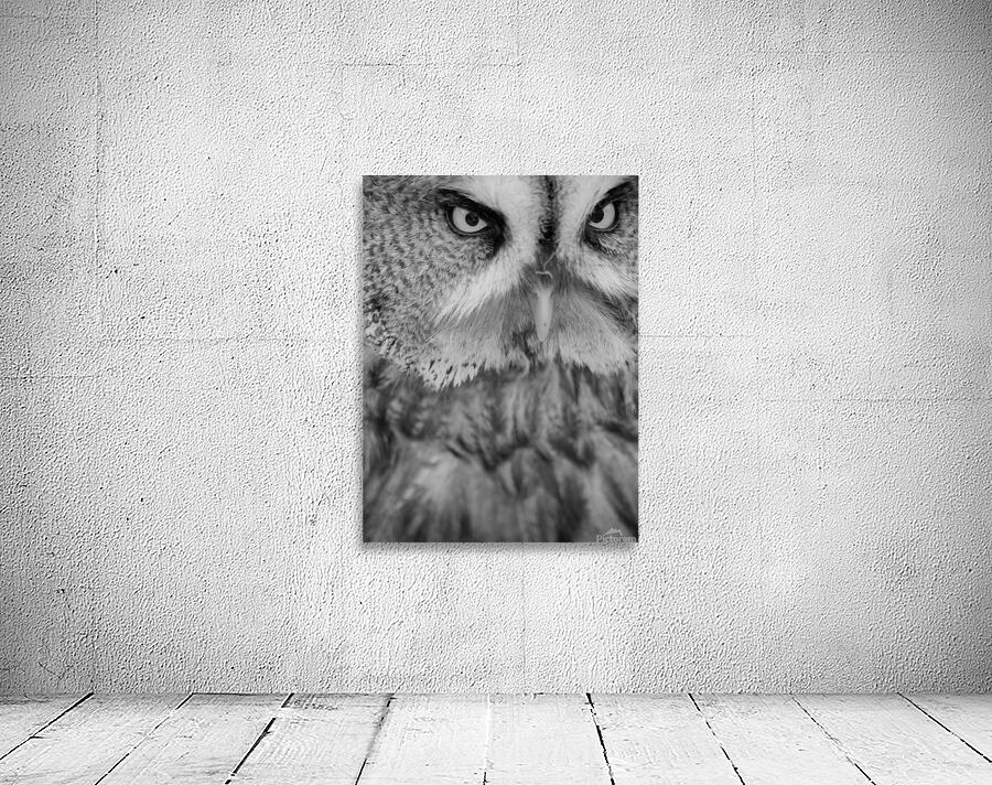 Great Grey Owl close-up by 1x