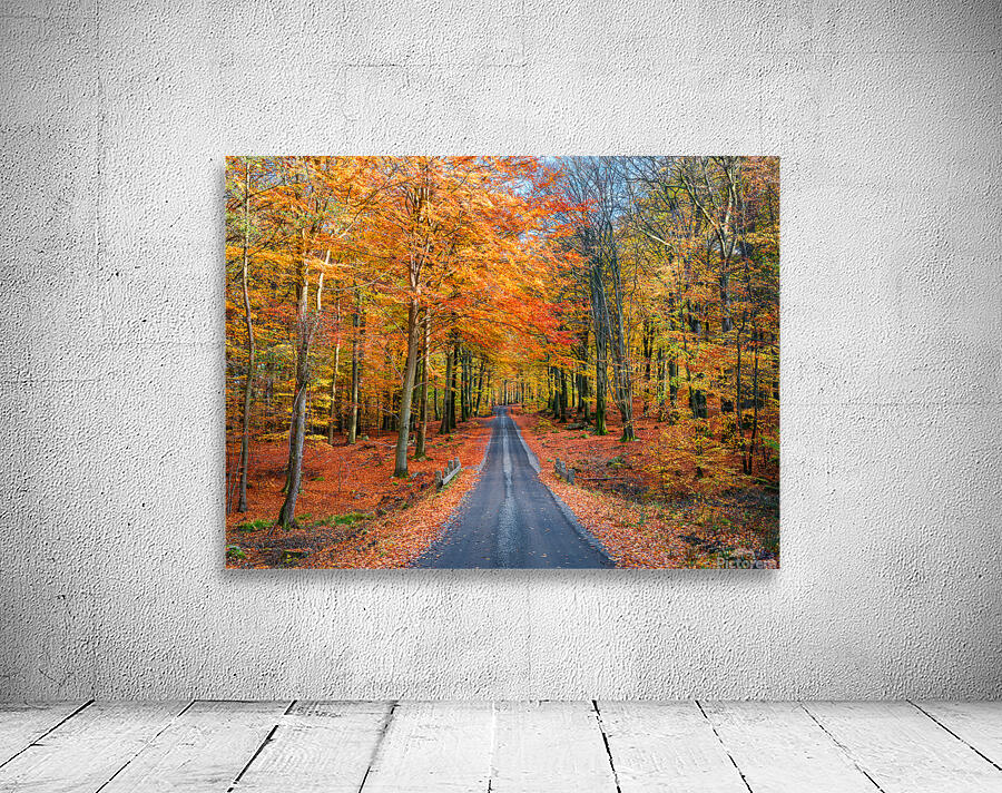 Road into autumn by 1x