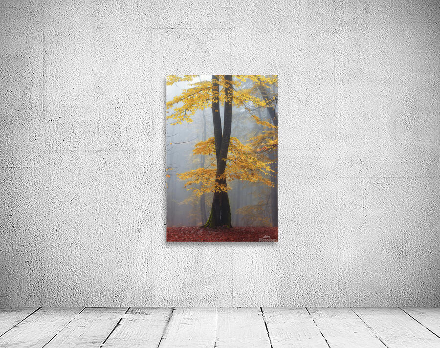 Loving trees by 1x