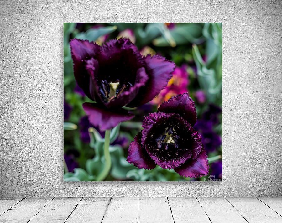 Purple Tulips Wall Preview