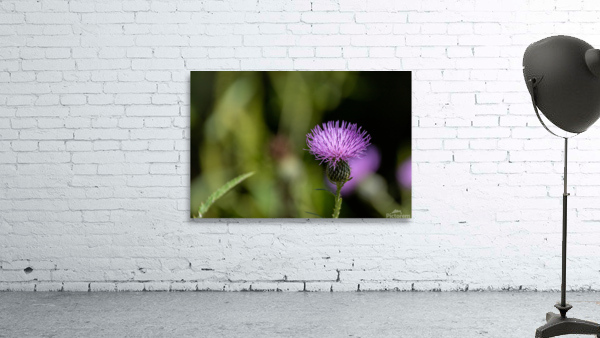 Purple Fluffy Spear Thistle Flower Wall Preview