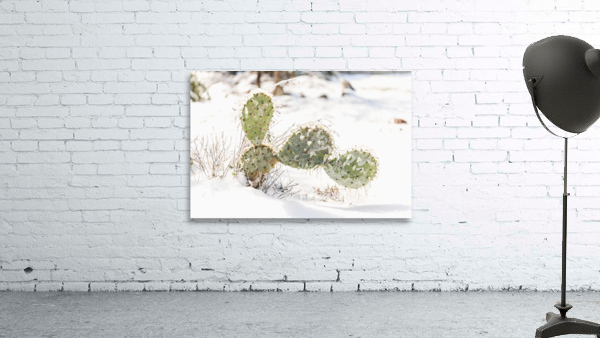 Prickly Pear Cactus Covered In Ice by Aperture Adventure Delaney Van