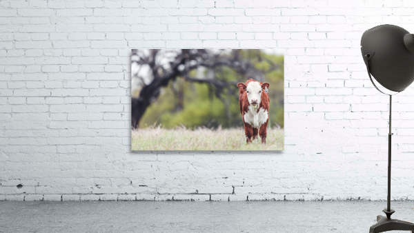 Calf in a field by Aperture Adventure Delaney Van