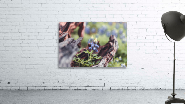 Driftwood Frames A Bluebonnet by Aperture Adventure Delaney Van