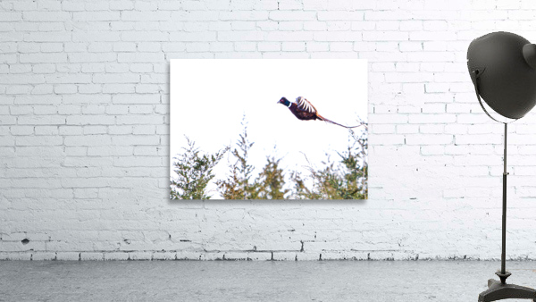 Pheasant 3 Wall Preview