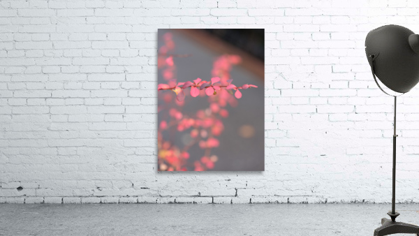 RED WINTER FLOWER view 2