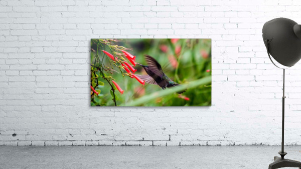 Hummingbird Wall Preview