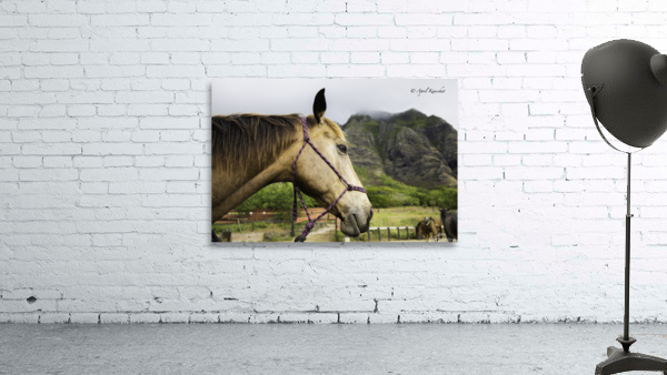 Hawaii Horse Wall Preview