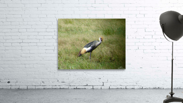 JPTCM 3 Wall Preview