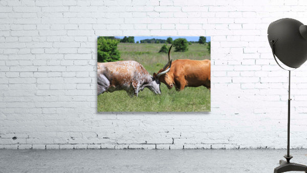 Longhorn Cow Fight Wall Preview
