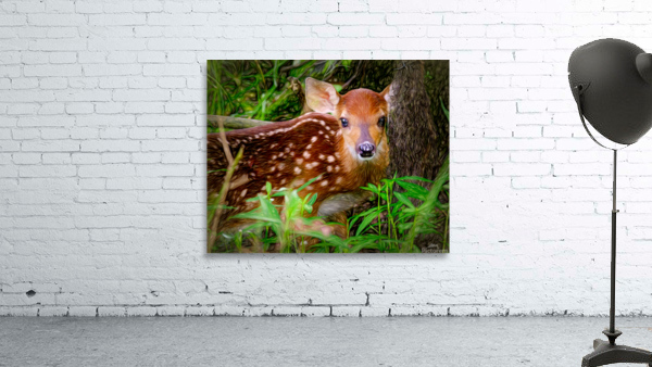 Fawn at Rest Wall Preview