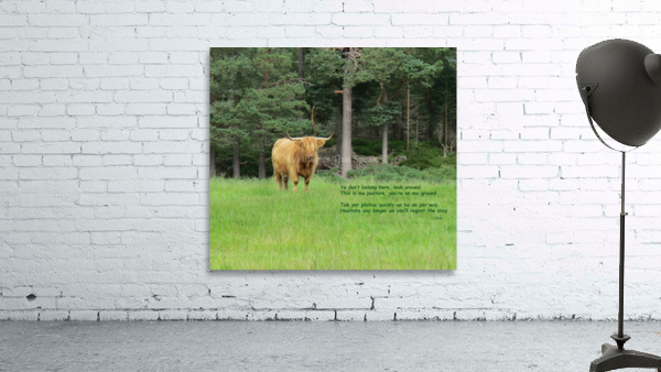 Scottish Bull - landscape Wall Preview