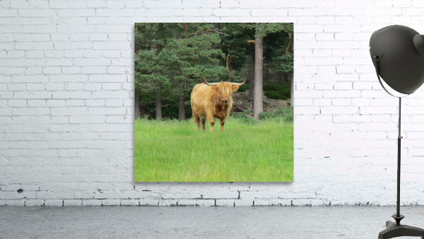 Scottish Bull - square Wall Preview