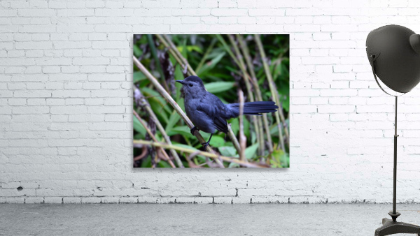 Catbird Wall Preview