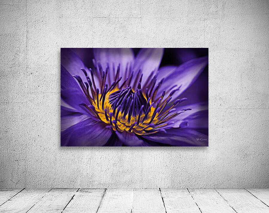 purple lily Wall Preview