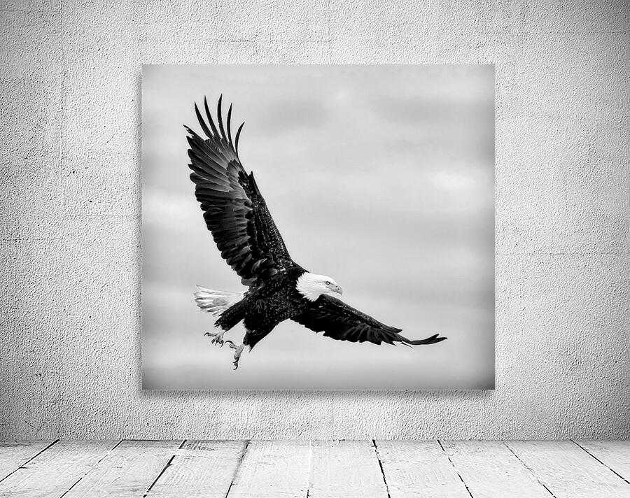 Soaring by Dave Veith