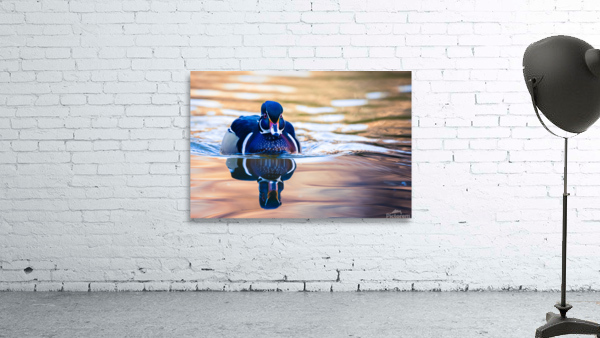 Wood Duck by Aperture Adventure Delaney Van