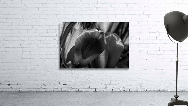 BW Extreme Closeup Tulips of the Netherlands 150 in the Art in Flowers Special Collection of William Robert Stanek for the Dutch Tulip Mania Series by 360 Studios