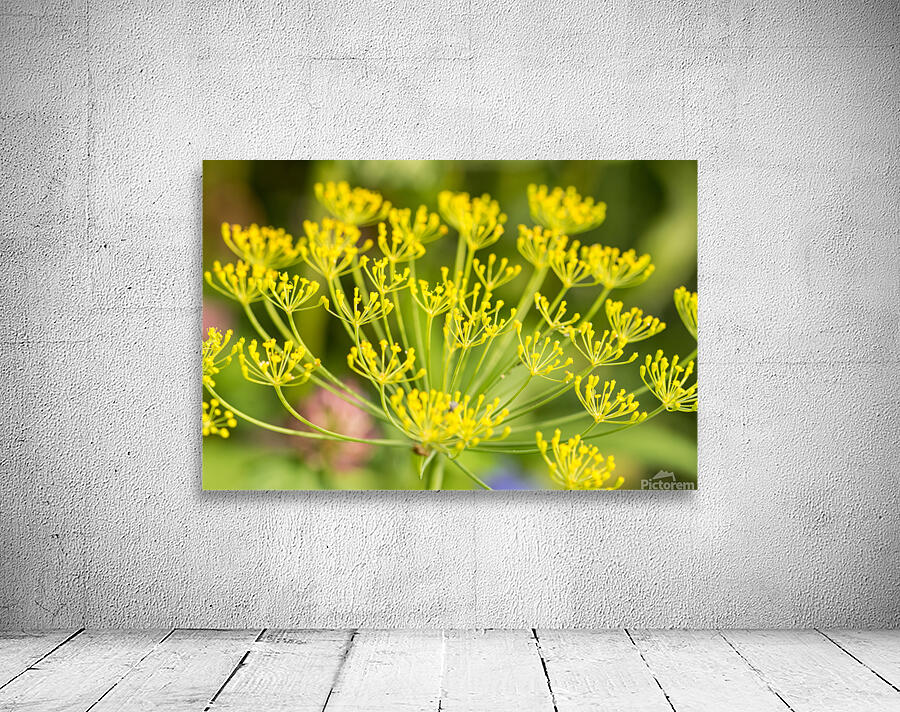 Fennel Flowers  Wall Preview