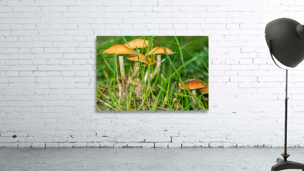 Mushrooms in the Grass by caladoart