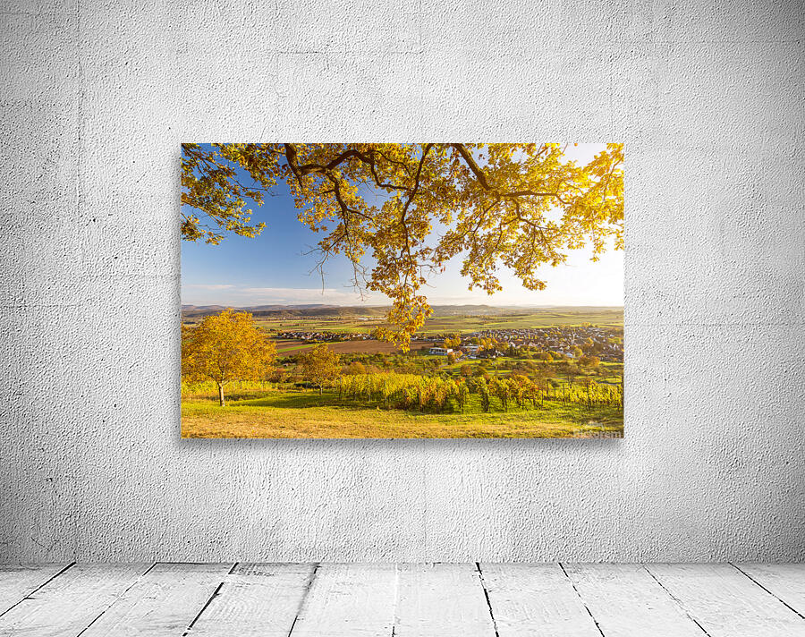 Vineyard at Sunset by caladoart