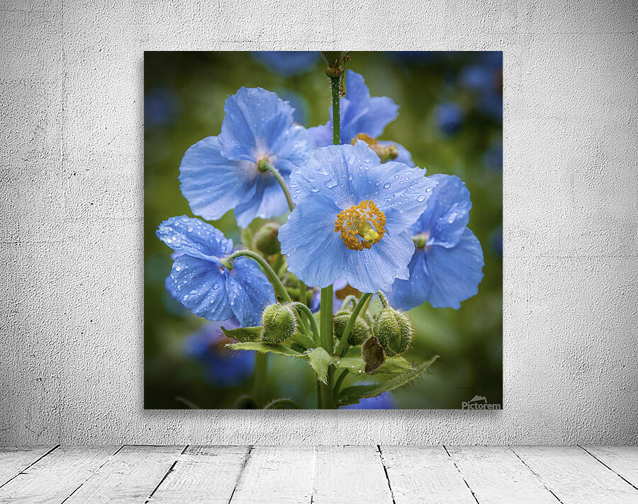 Pavots bleus  - Blue Poppies 5896 Wall Preview