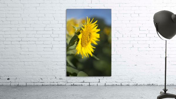 Sunflower Wall Preview