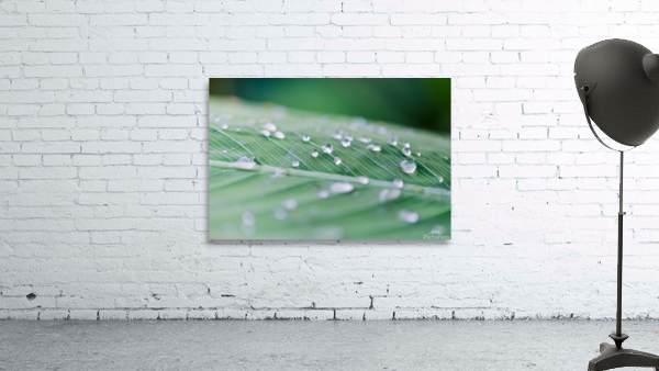 water drops on a leaf after the rain Wall Preview