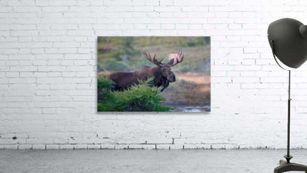 Bull Moose Gaze Wall Preview