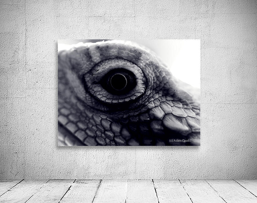 Dragon’s Eye by Adam Caudill