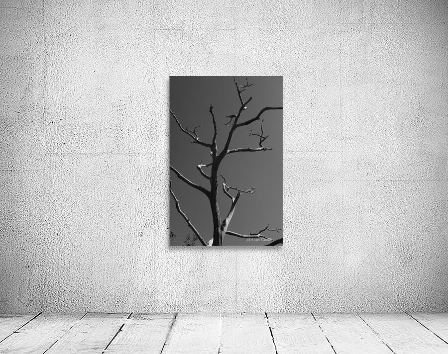 Bare Bones by Adam Caudill