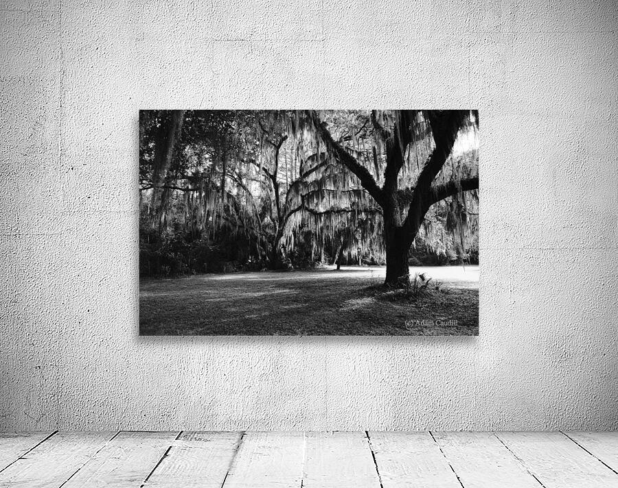 Silent Observers by Adam Caudill