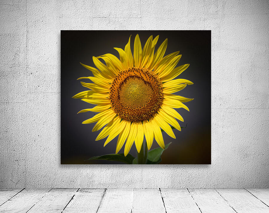  SUNFLOWER  Wall Preview
