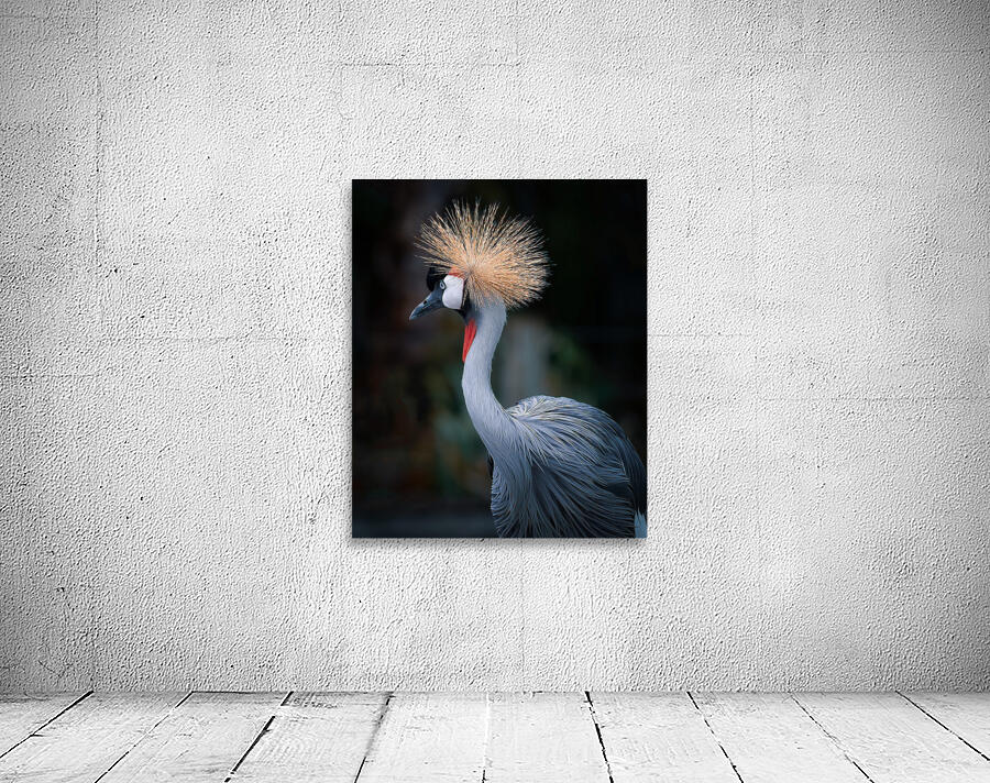 AfricanCrowned  Crane Wall Preview