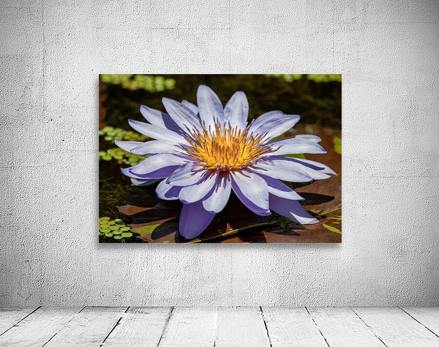 Water Lilies Wall Preview
