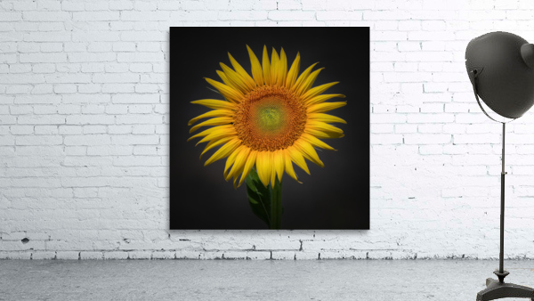   Sunflower  Wall Preview